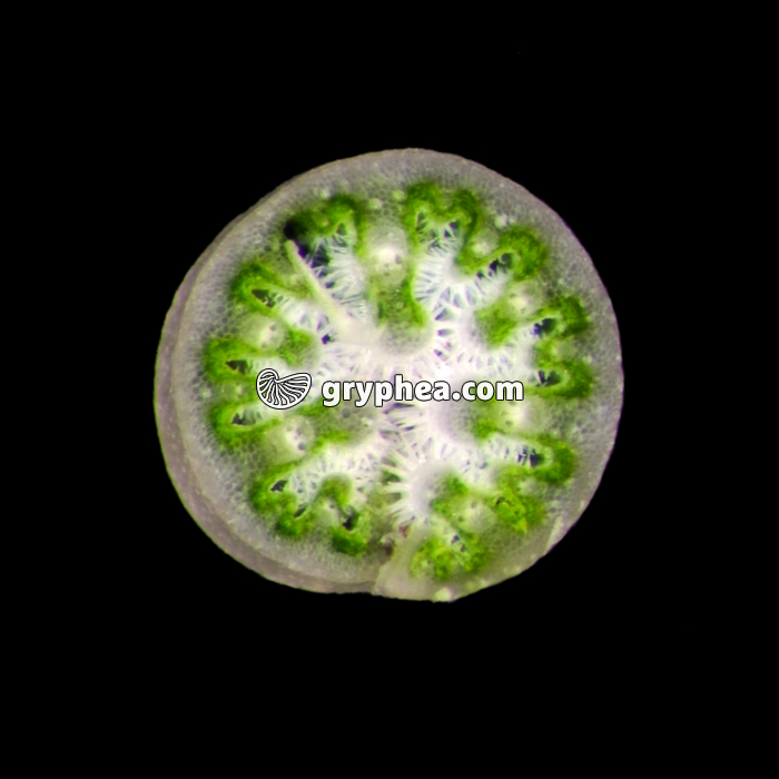 Feuille d'Oyat en milieu sec, vue macroscopique, CT (Ammophila arenaria) - gryphea.com